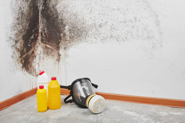 Best Local Mold Removal Service  in Georgetown, CT