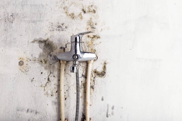 Best Emergency Mold Removal  in Georgetown, CT