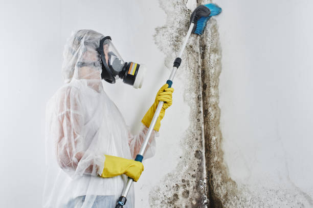 Best Mold Testing  in Georgetown, CT