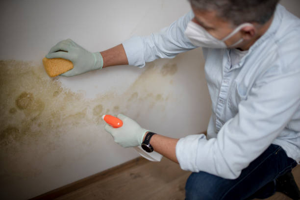 Best Same-Day Mold Removal  in Georgetown, CT