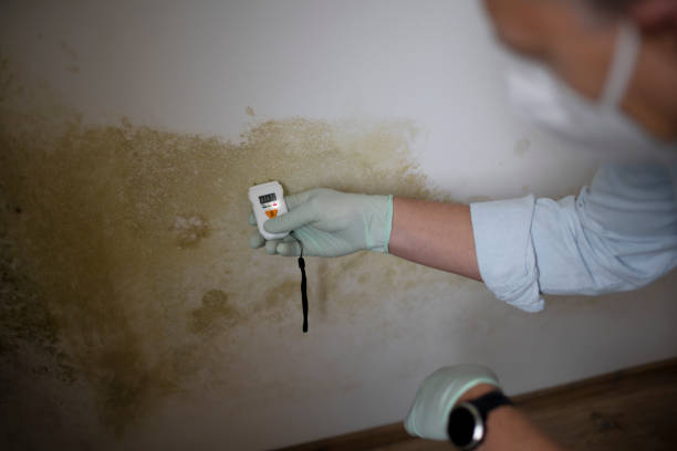 Best Mold Remediation  in Georgetown, CT