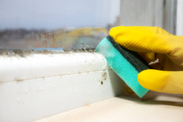 Best Certified Mold Removal  in Georgetown, CT