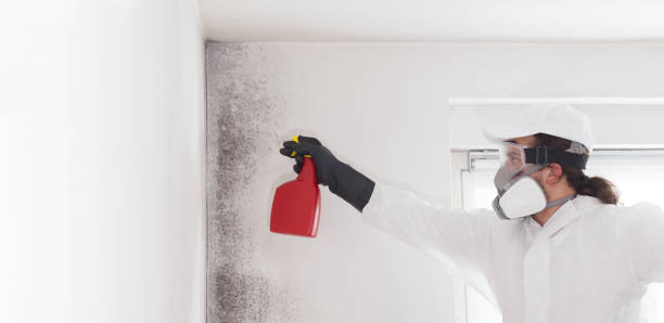 Best Toxic Mold Removal  in Georgetown, CT