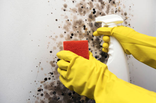 Best Best Mold Removal Companies  in Georgetown, CT
