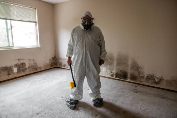 Best Professional Mold Removal  in Georgetown, CT