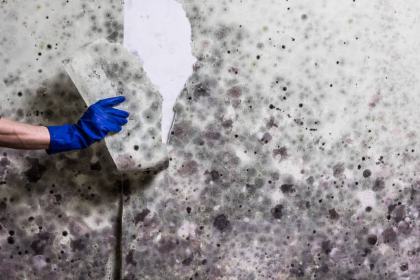 Best Fast Mold Removal  in Georgetown, CT