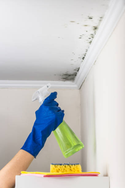 Trusted Georgetown, CT Mold Removal Experts